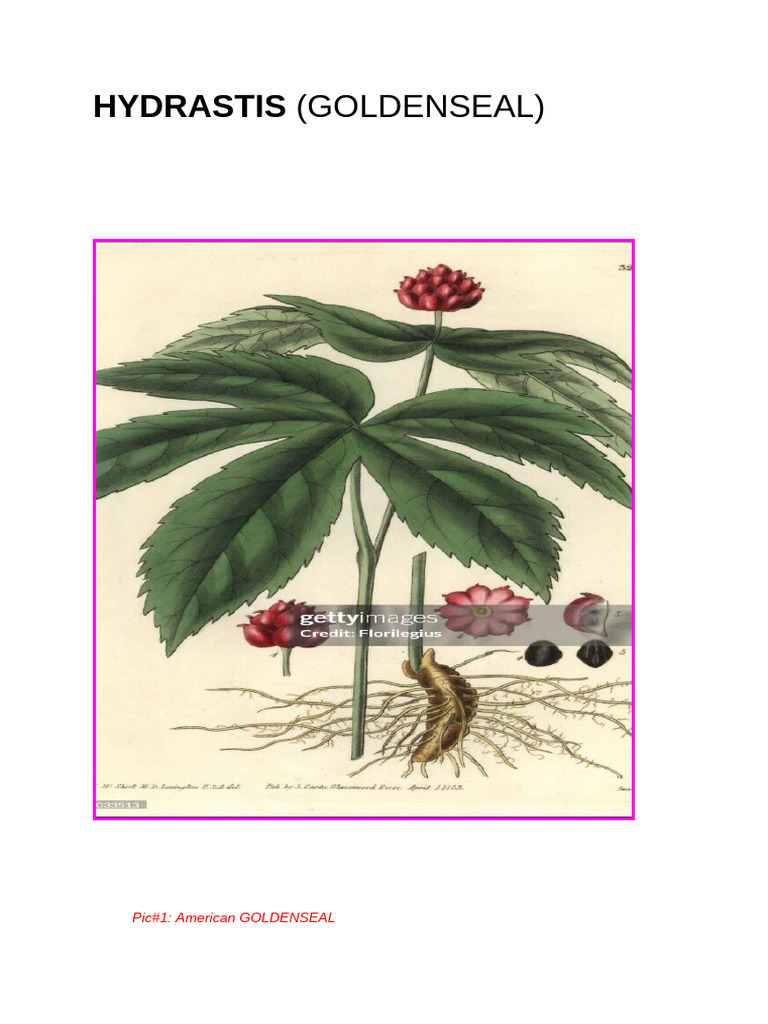 4 Hydrastis | PDF