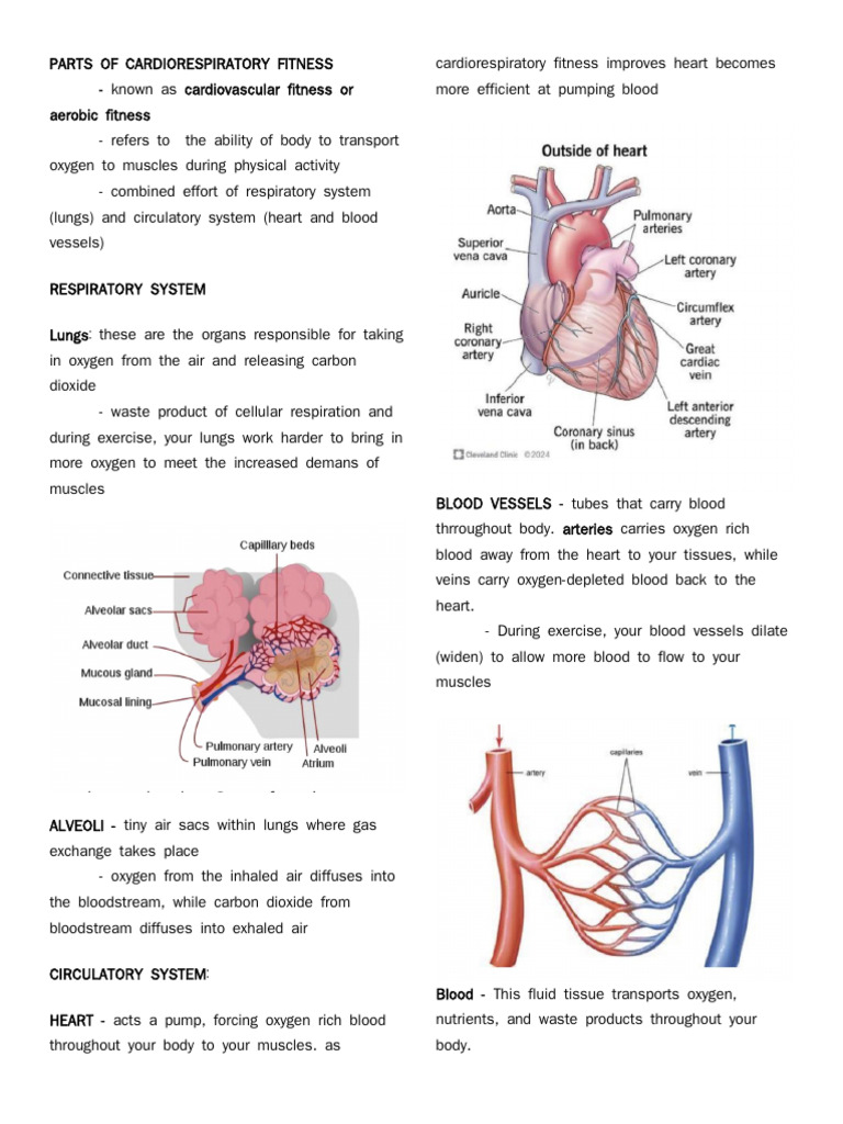 Parts of Cardiorespiratory Fitness | PDF