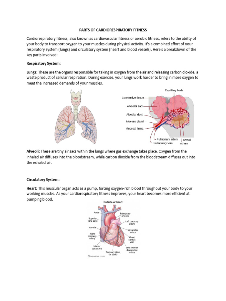 Parts of Cardiorespiratory and Musculoskeletal Fitness | PDF