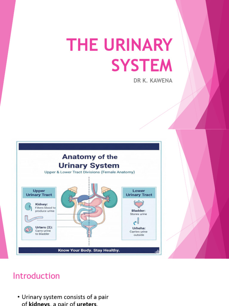 Urinary System B.nurse 2,2 | PDF
