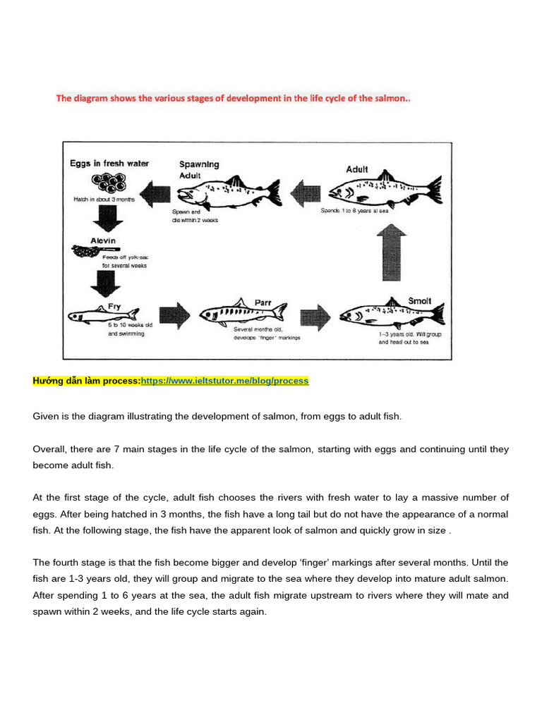 Phân Tích Bài Essay Dạng Process Về - Life Cycle of a Salmon - IELTS ...