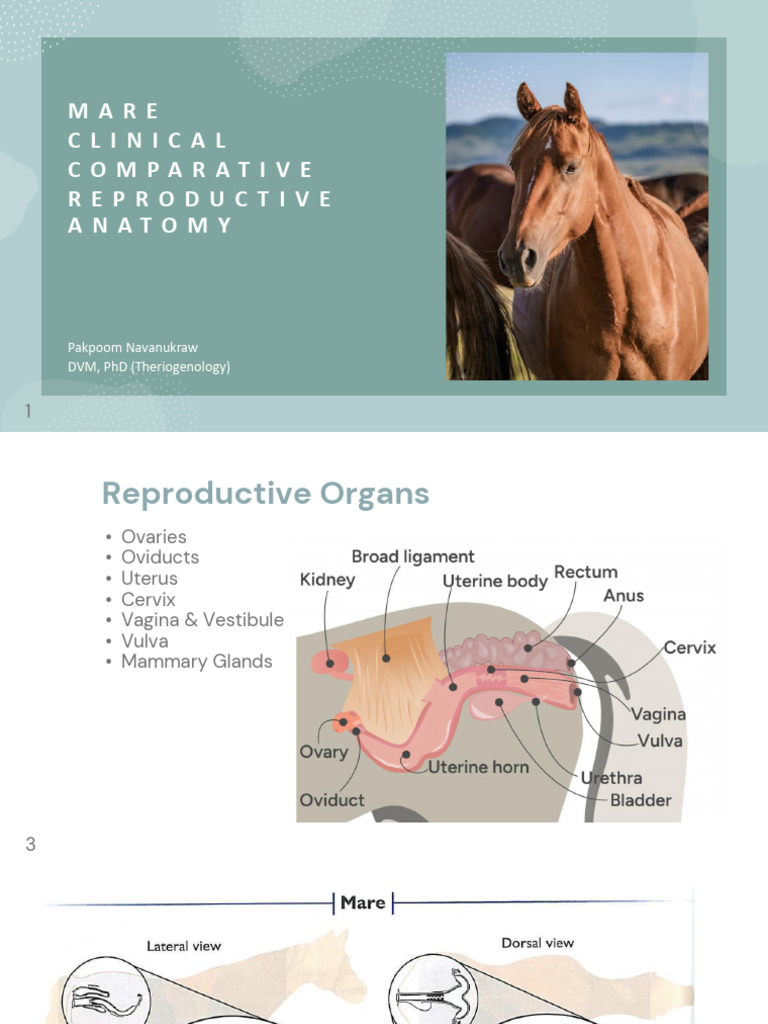 Mare Reproductive Anatomy | PDF