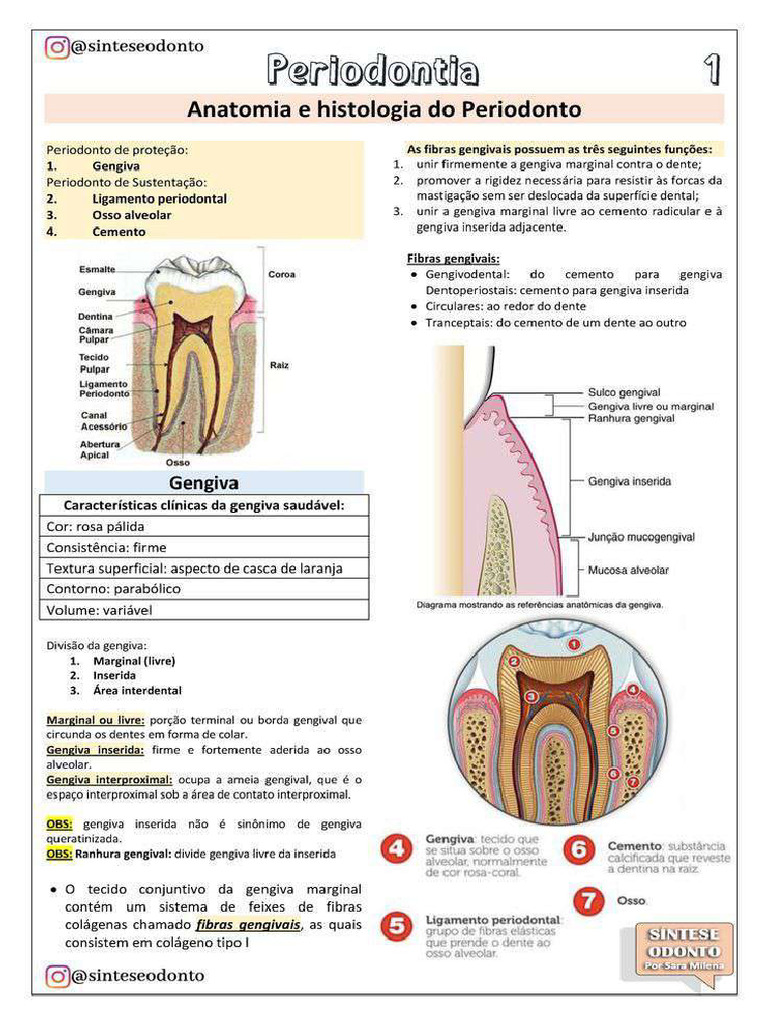 Anato Perio | PDF