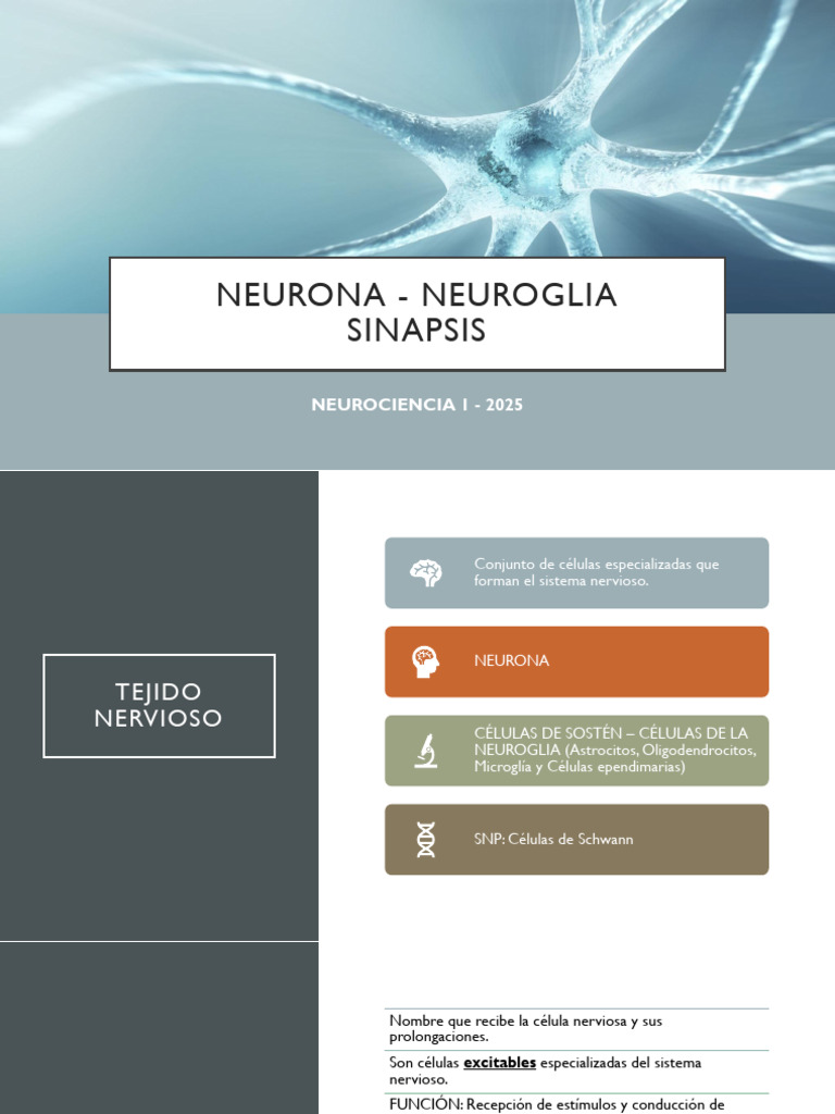 Unidad 3 y 4. Neurona, Neuroglía y Sinapsis | PDF | Sinapsis ...
