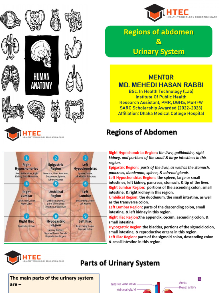 Urinary System 2026 | PDF