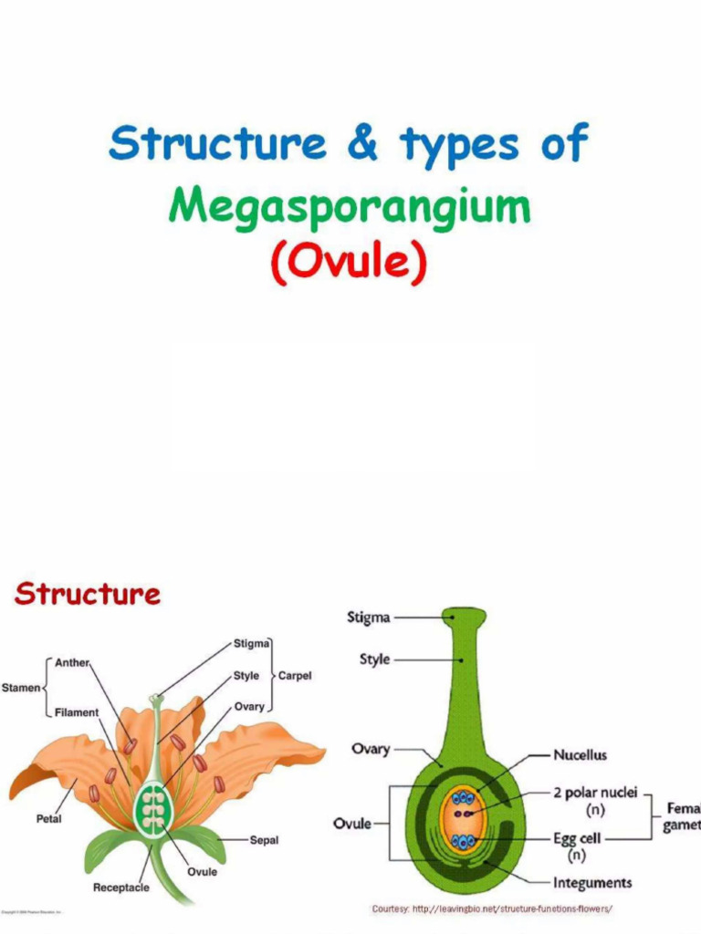 Ovule and Their Types | PDF