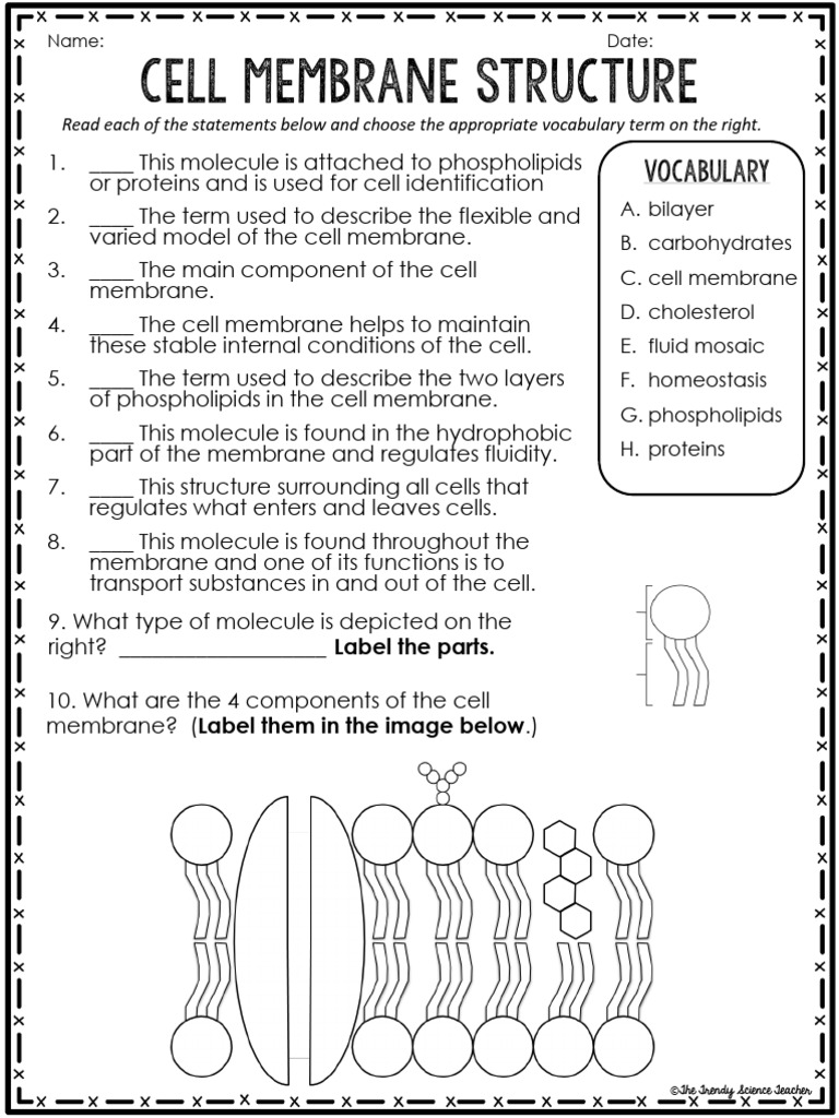 Practice Cell Membrane Structure Worksheet | PDF