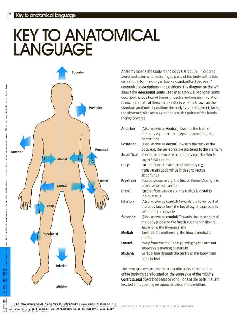 Tucker 2015 Key Anatomical Language | PDF