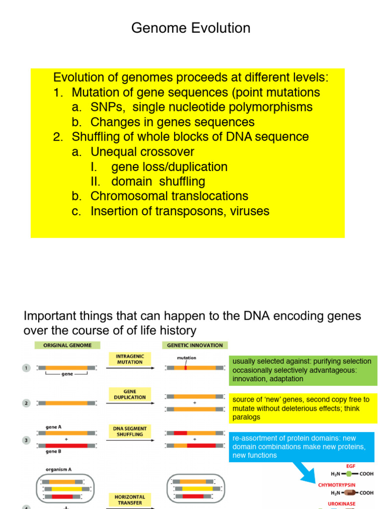 Chromosome Genome-Evolution | PDF | Genome | Gene Duplication