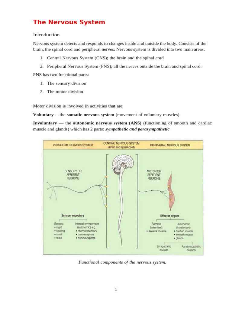 The Nervous System | PDF | Nervous System | Spinal Cord