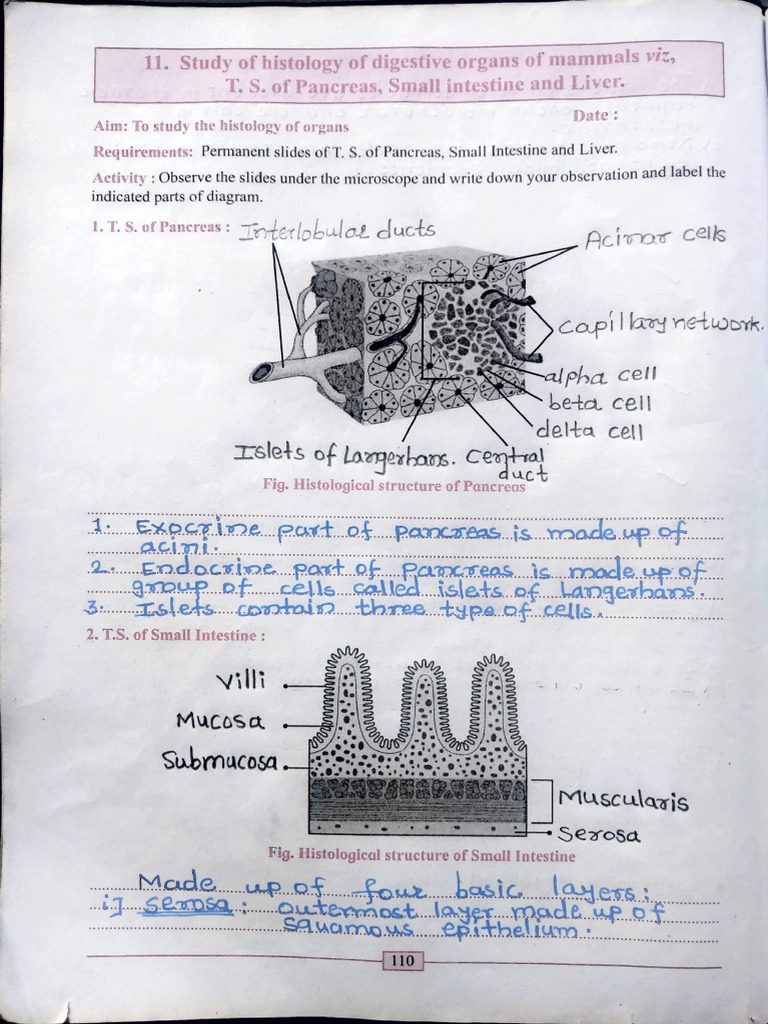 Study of Histology of Digestive Organs | PDF