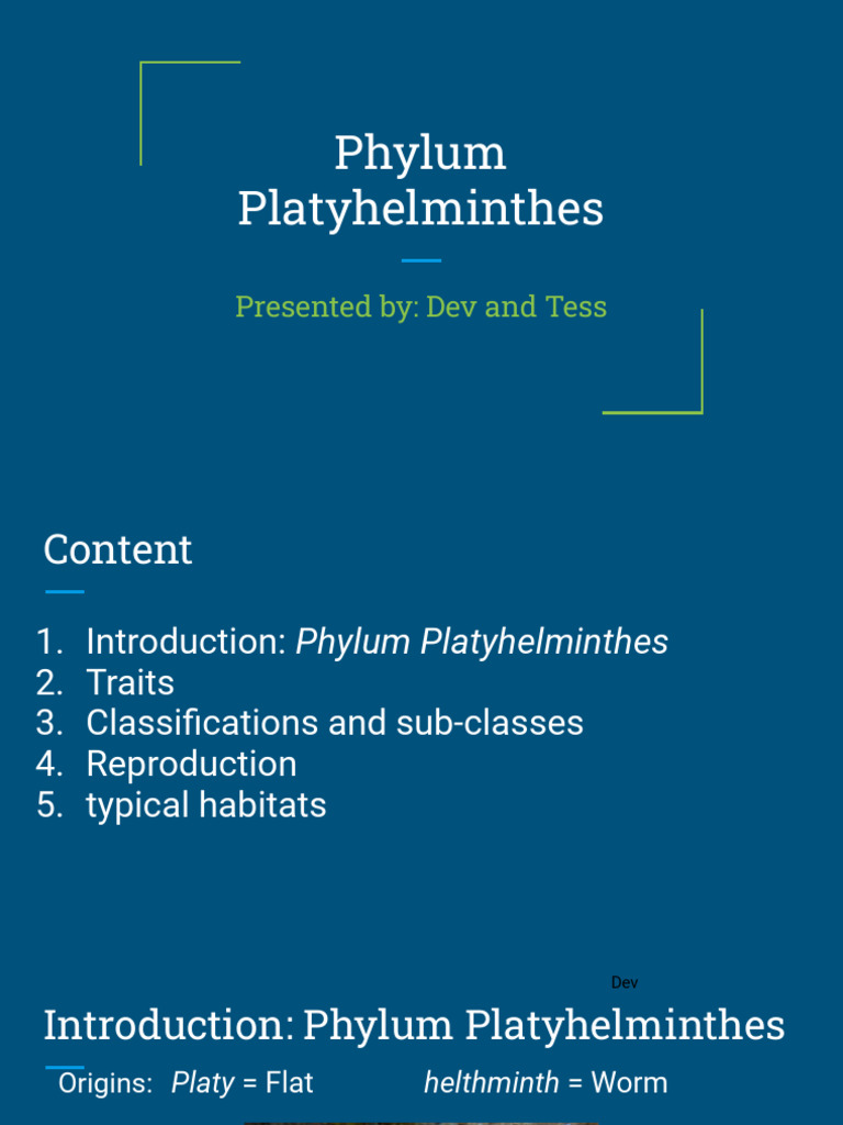 Phylum Platyhelminthes | PDF