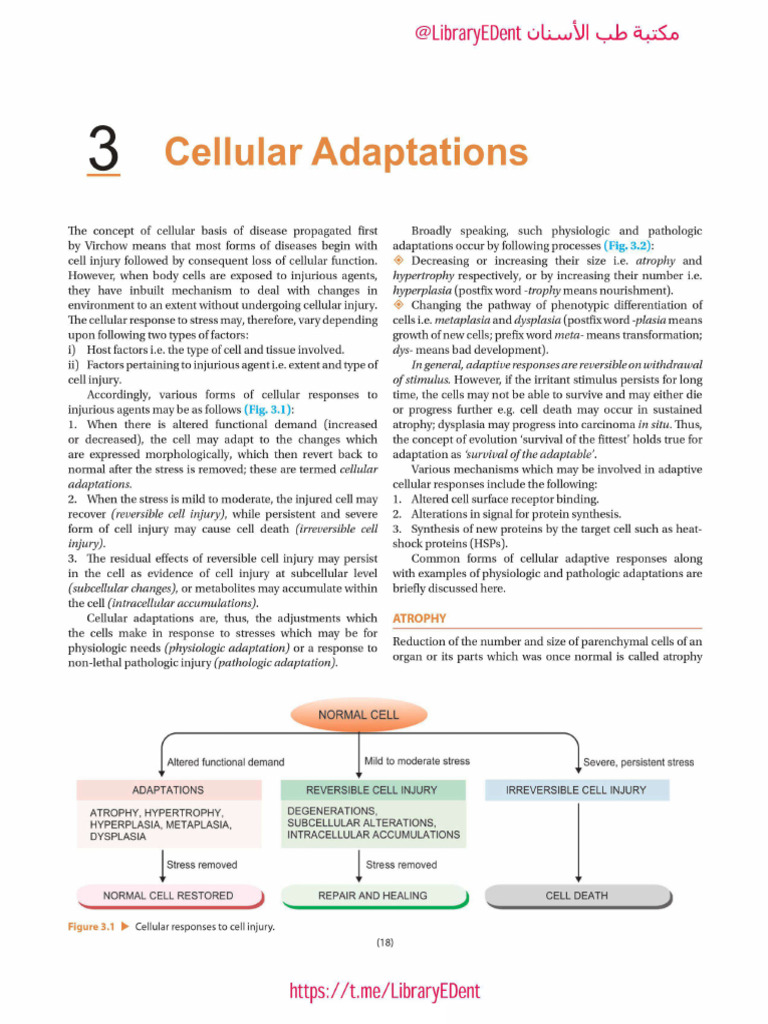 Cellular Adaptation and Cell Injury - Unit 1 | PDF