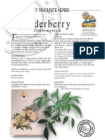Elderberry Medicinal