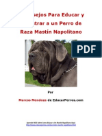 4 Consejos para Educar y Adiestrar A Un Perro de Raza Mastín Napolitano