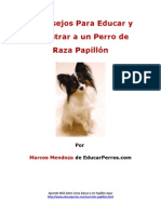 4 Consejos para Educar y Adiestrar A Un Perro de Raza Papillon