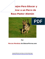 4 Consejos para Educar y Adiestrar A Un Perro de Raza Pastor Alemýýn