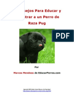 4 Consejos para Educar y Adiestrar A Un Perro de Raza Pug