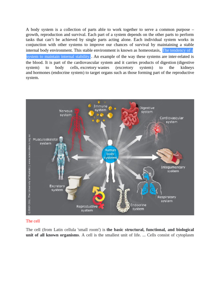 Human Body Notes | PDF