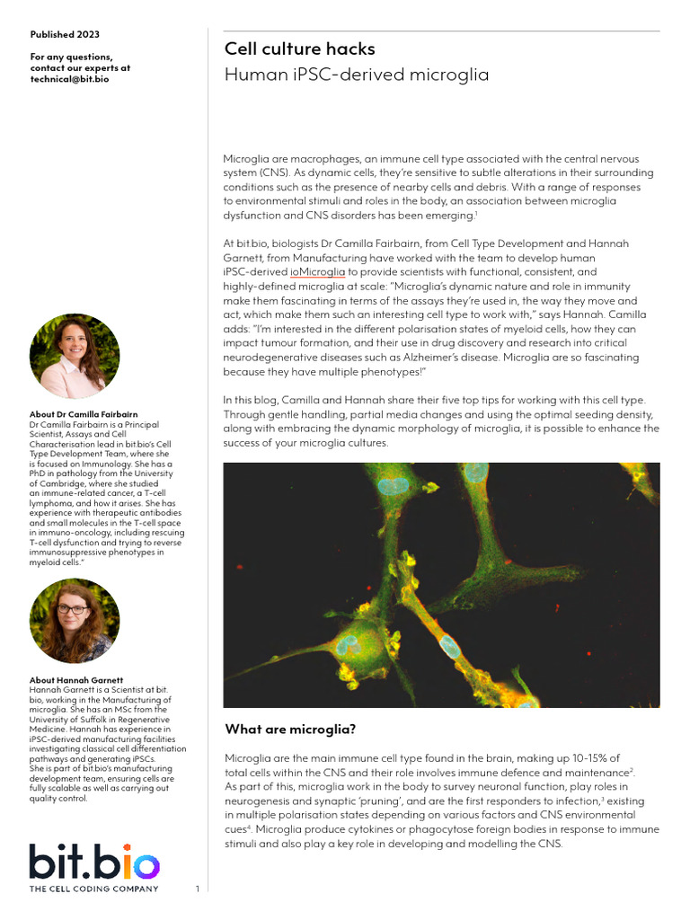 Human IPSC Derived Microglia 1771201713 | PDF | Microglia | T Cell