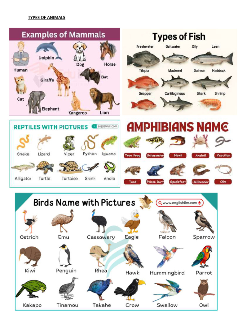 Types of Animals | PDF