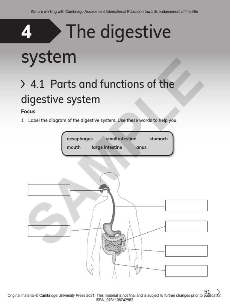 The Digestive System: Sample | PDF | Digestion | Foods