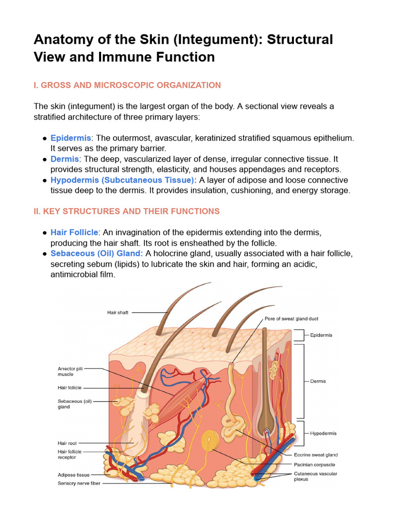 Anatomy of The Skin (Integument) - Structural View and Immune Function ...