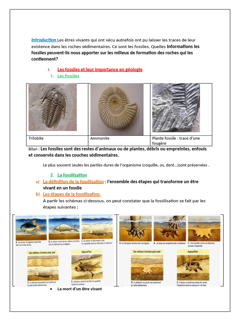 Fossiles Et Fossilisation | PDF | Fossile | Strate