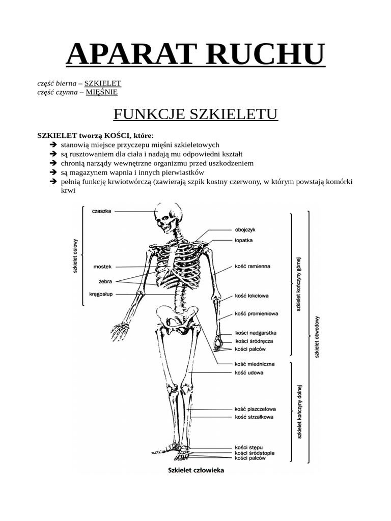 Aparat Ruchu | PDF