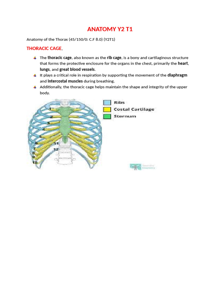 Anatomy of Thorax | PDF | Vertebra | Thorax