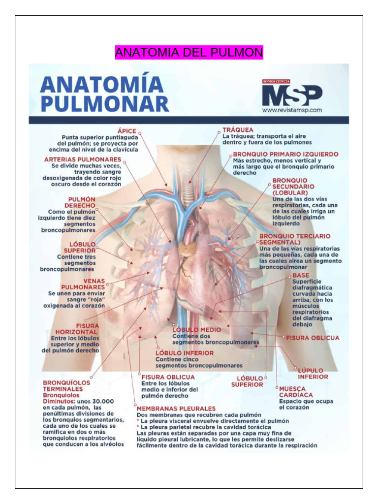 Anatomia Del Pulmon | PDF | Pulmón | Anatomía