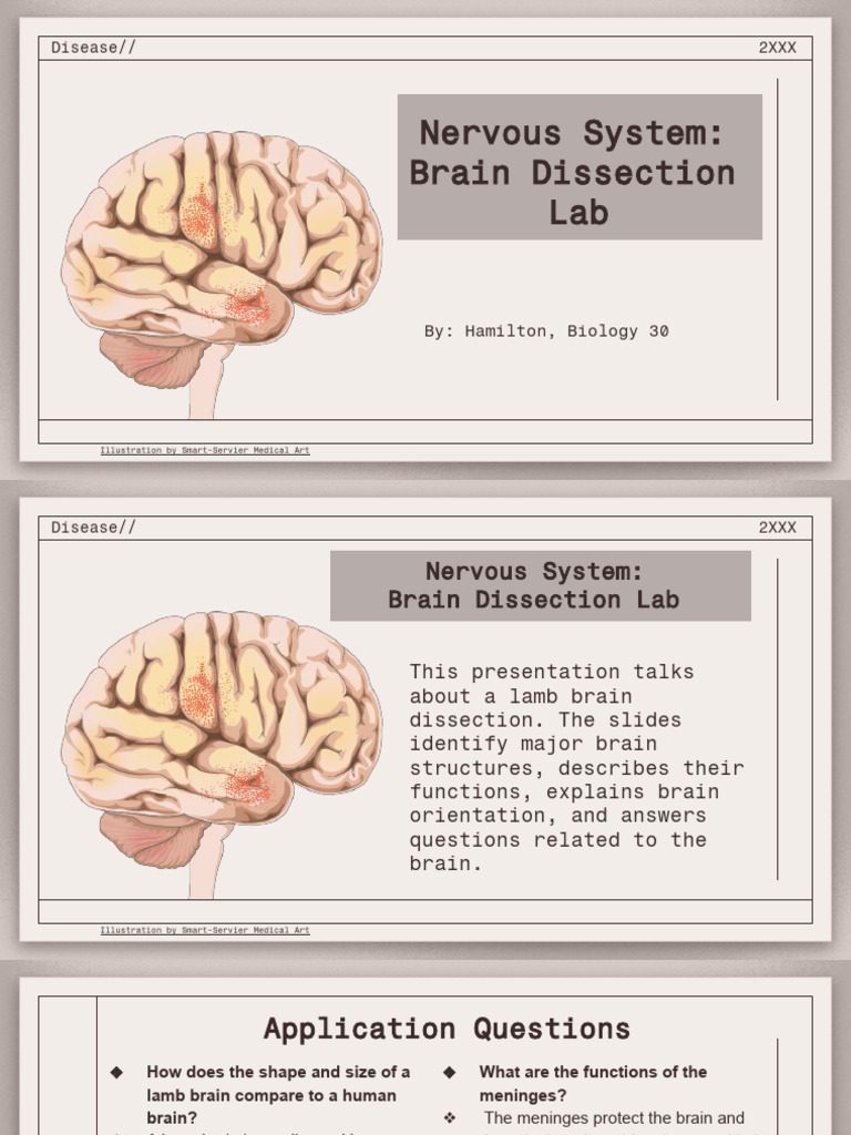 Hamilton'S - Brain Dissection Template | PDF | Brainstem | Brain