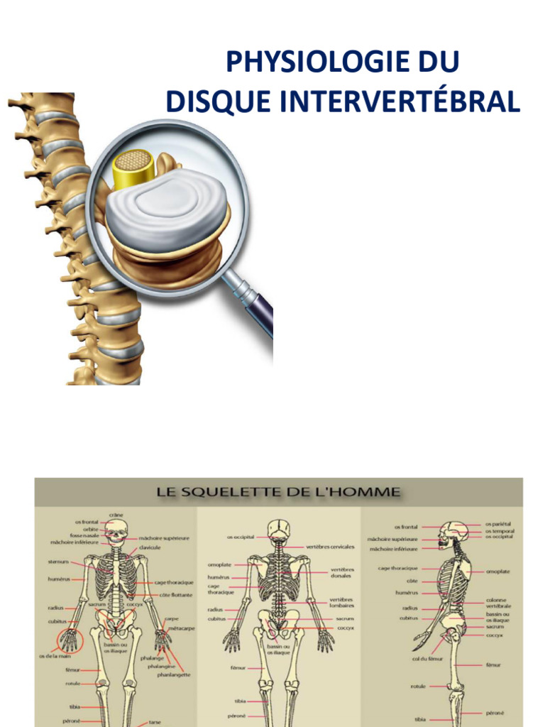 Disque Intervertébral Cours | PDF | Vertèbre | Appareil locomoteur