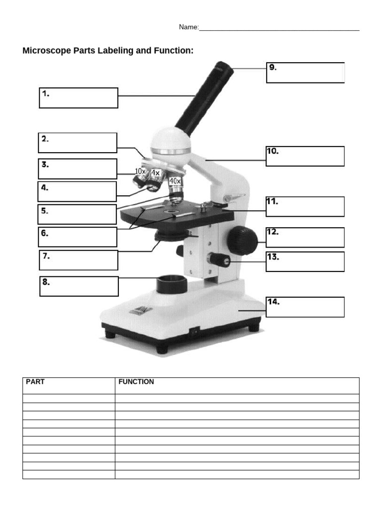 Microscopy+Lab+Handout 2 | PDF