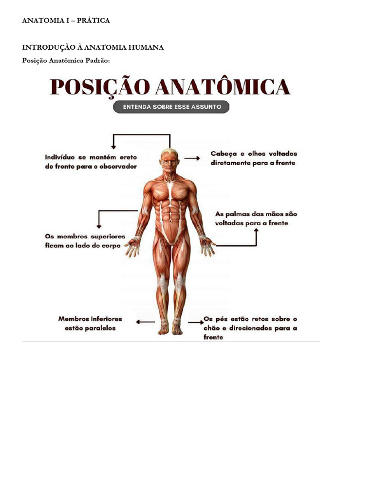 Anatomia I - Prática | PDF | Anatomia humana | Anatomia dos primatas