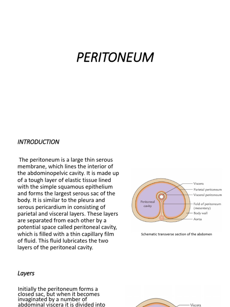 Peritoneum | PDF | Peritoneum | Abdomen