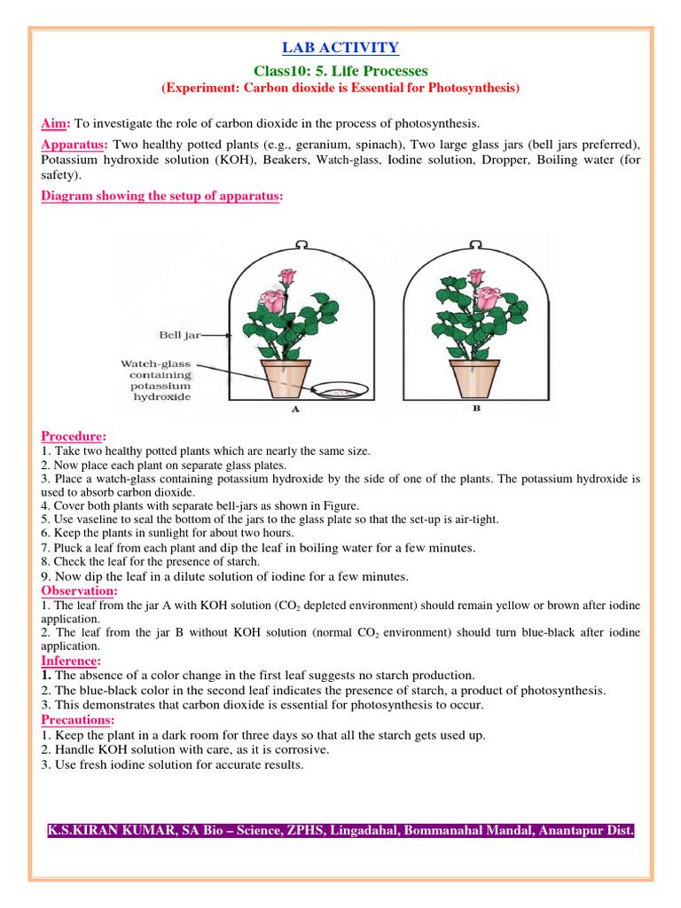 Carbon Dioxide Is Essential For Photosynthesis | PDF