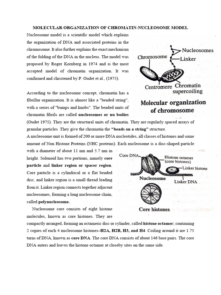 Chromatin Organization and Nucleosome Model | PDF | Chromatin | Histone