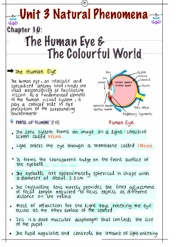 Human Eye | PDF