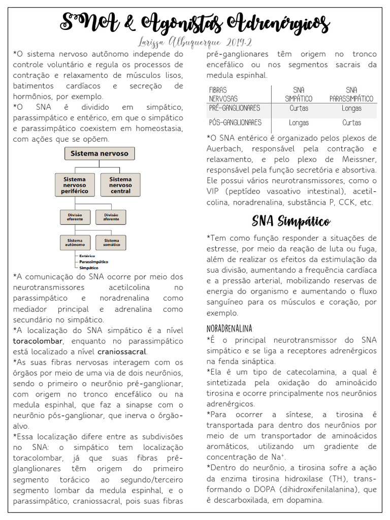 Cópia de 3. SNA e Agonistas Adrenérgicos | PDF | Sistema nervoso ...