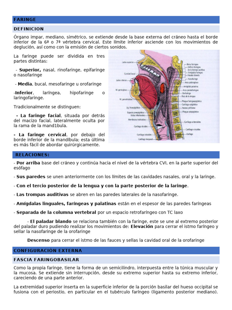 Faringe y Esofago | PDF | Laringe | Anatomía de los primates
