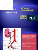 Arterias Genitales