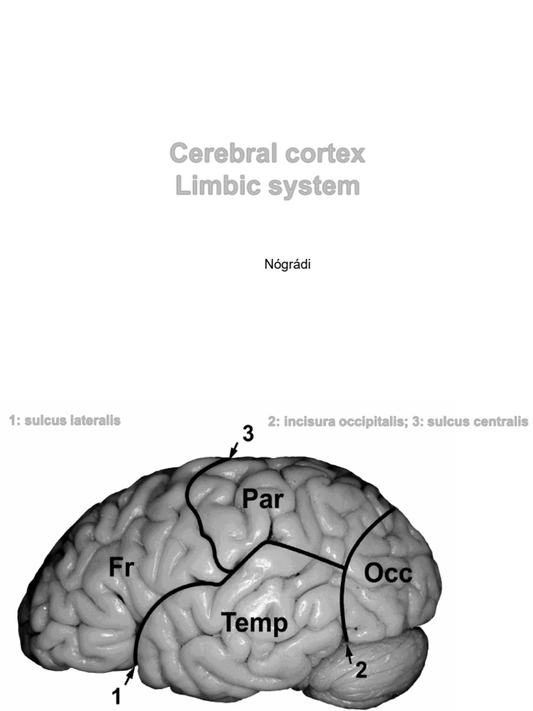 2023-24 Sem3 Lect Eng 05 - Cortex Limb | PDF | Hippocampus | Cerebral ...