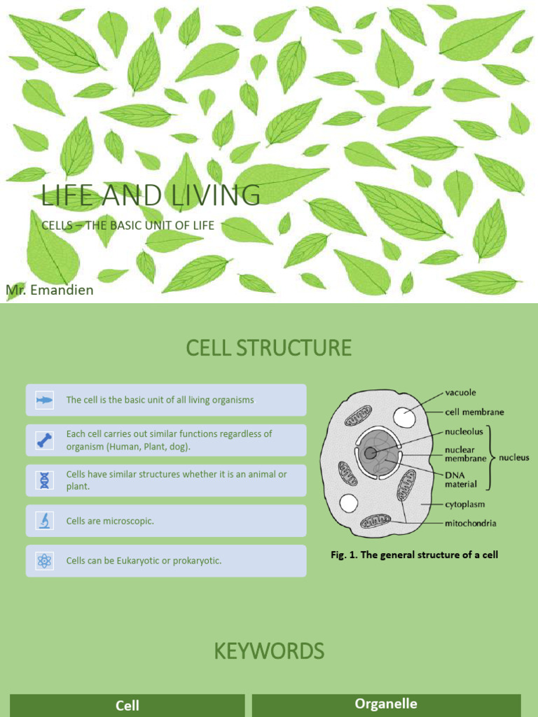 Cell Structure | PDF | Cell (Biology) | Endoplasmic Reticulum
