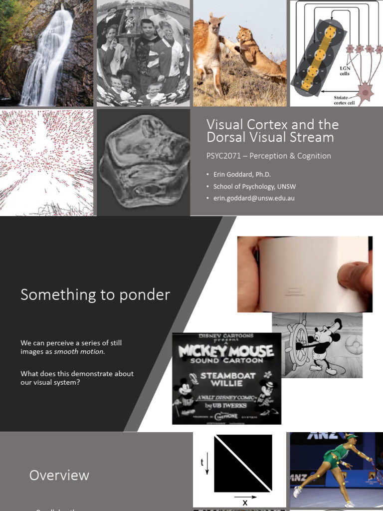 PSYC2071 - Lecture3 - Cortex - and - Dorsal - Slides 2 | PDF | Visual ...