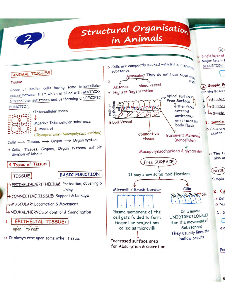 Structural Organization Tissues | PDF