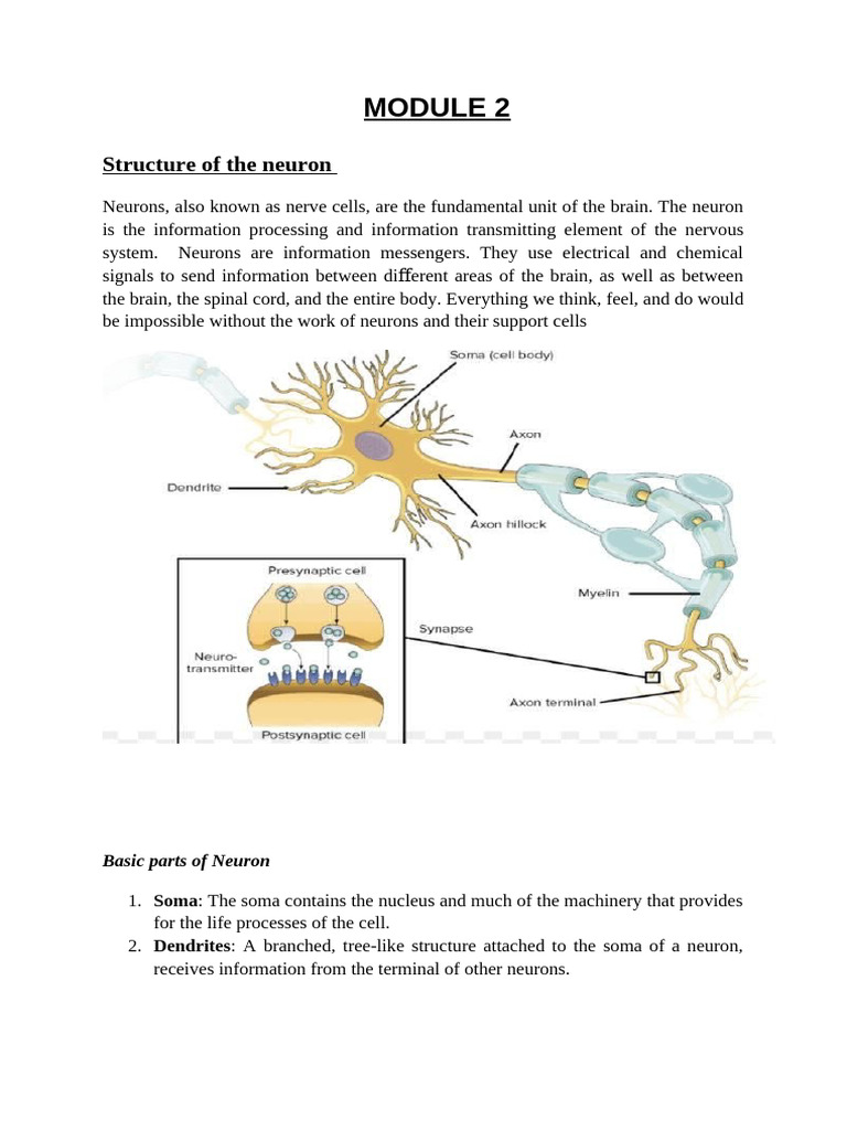 Structure of Neuron and Communication Within & Between Neurons | PDF ...
