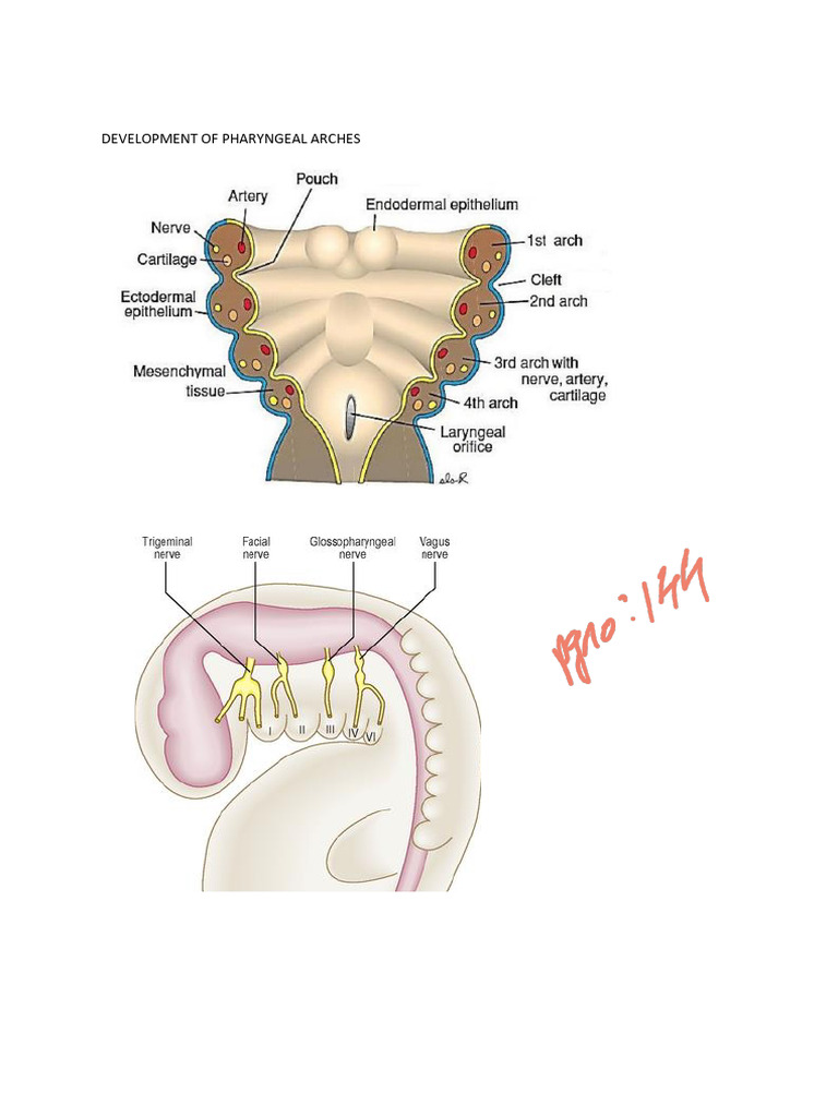 Systemic Embryology - Labelled | PDF