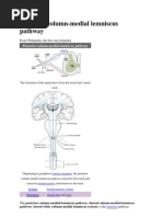 Anatomy of the DCML Pathway Explained | PDF | Neuroscience | Nervous System
