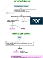 Apresentação Estafilococos